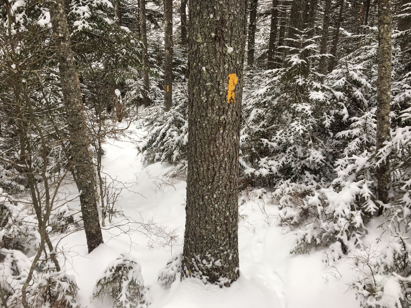 Snowshoes